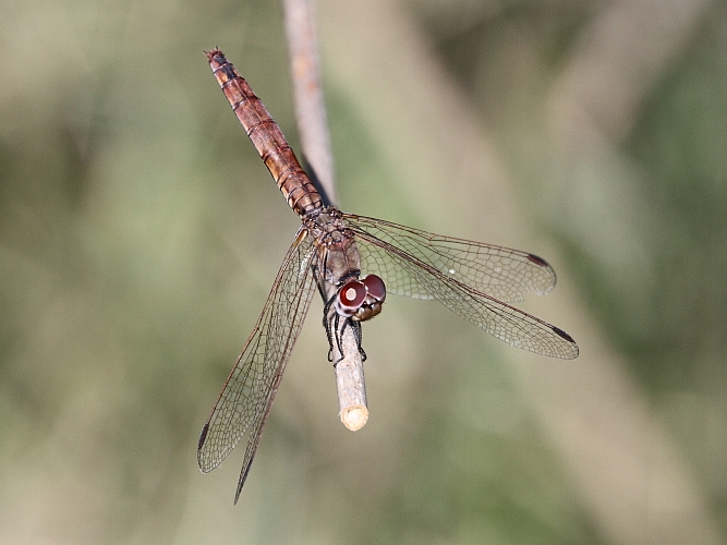 J16_0592 Trithemis annulata female.JPG